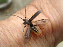 Image of Long-horned beetle