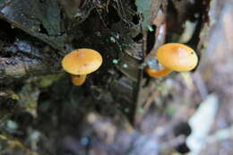 Image of Tricholomopsis aurea (Beeli) Desjardin & B. A. Perry 2017