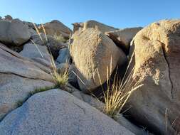 Image of desert needlegrass