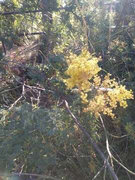 Sivun Acacia pubescens (Vent.) R. Br. kuva