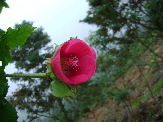 Image de Phymosia rosea (DC.) Kearney