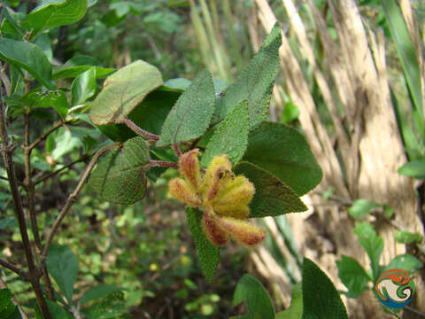 Image de Salvia lasiantha Benth.