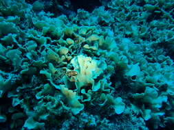 Image of Pavona coral