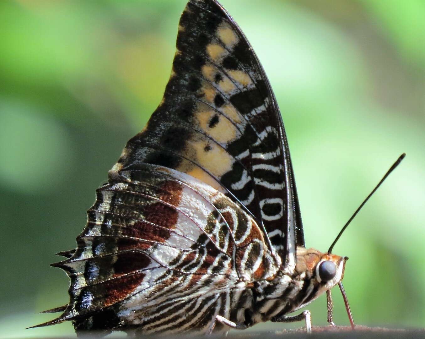 Imagem de Charaxes castor