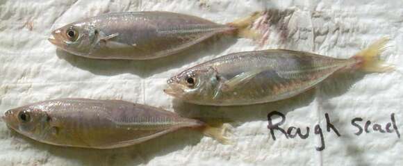 Image of Horse Mackerel