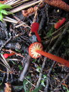 Слика од Hygrocybe coccineocrenata (P. D. Orton) M. M. Moser 1967