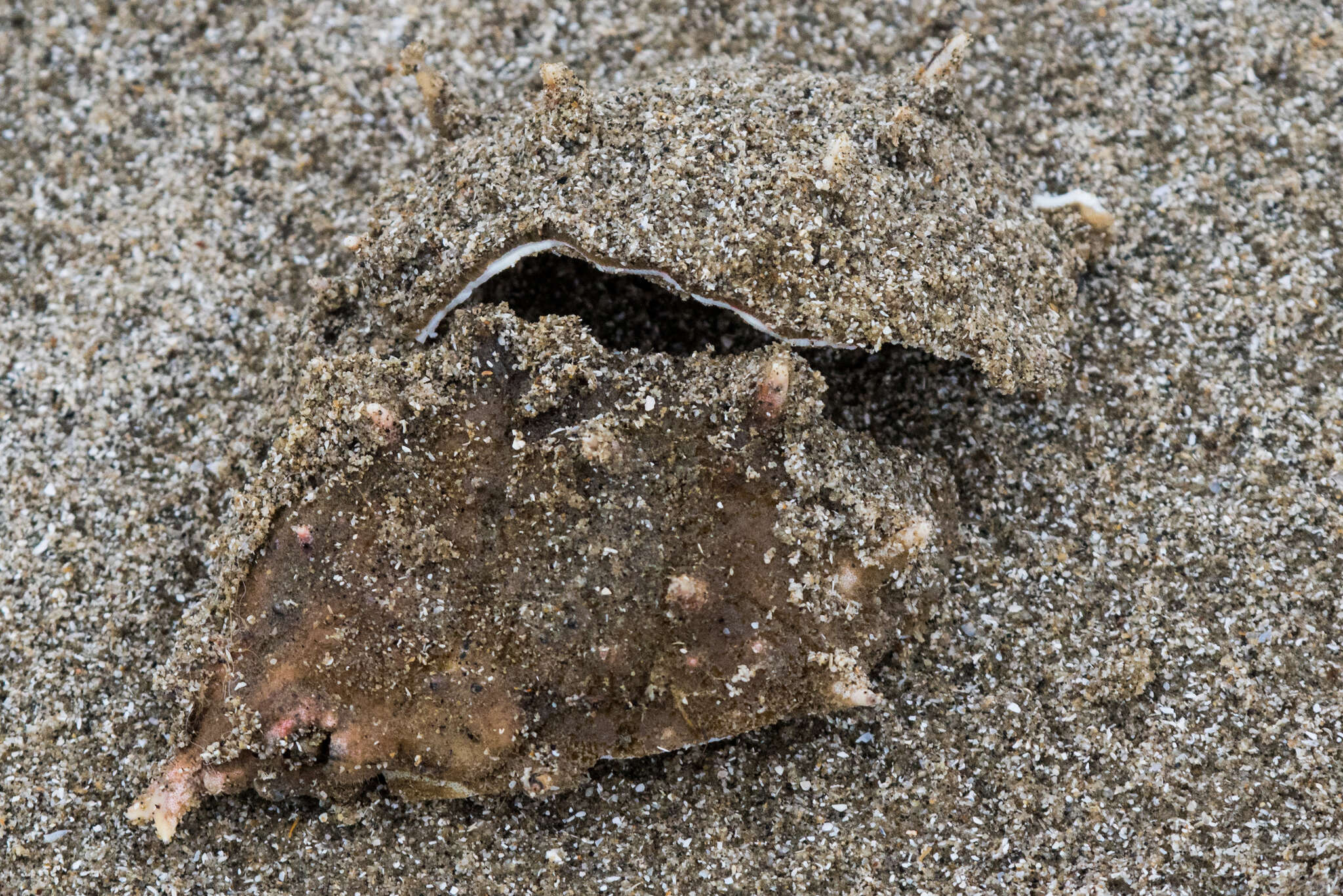 Image of doubtful spider crab