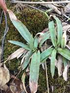 Image of broadleaf sedge