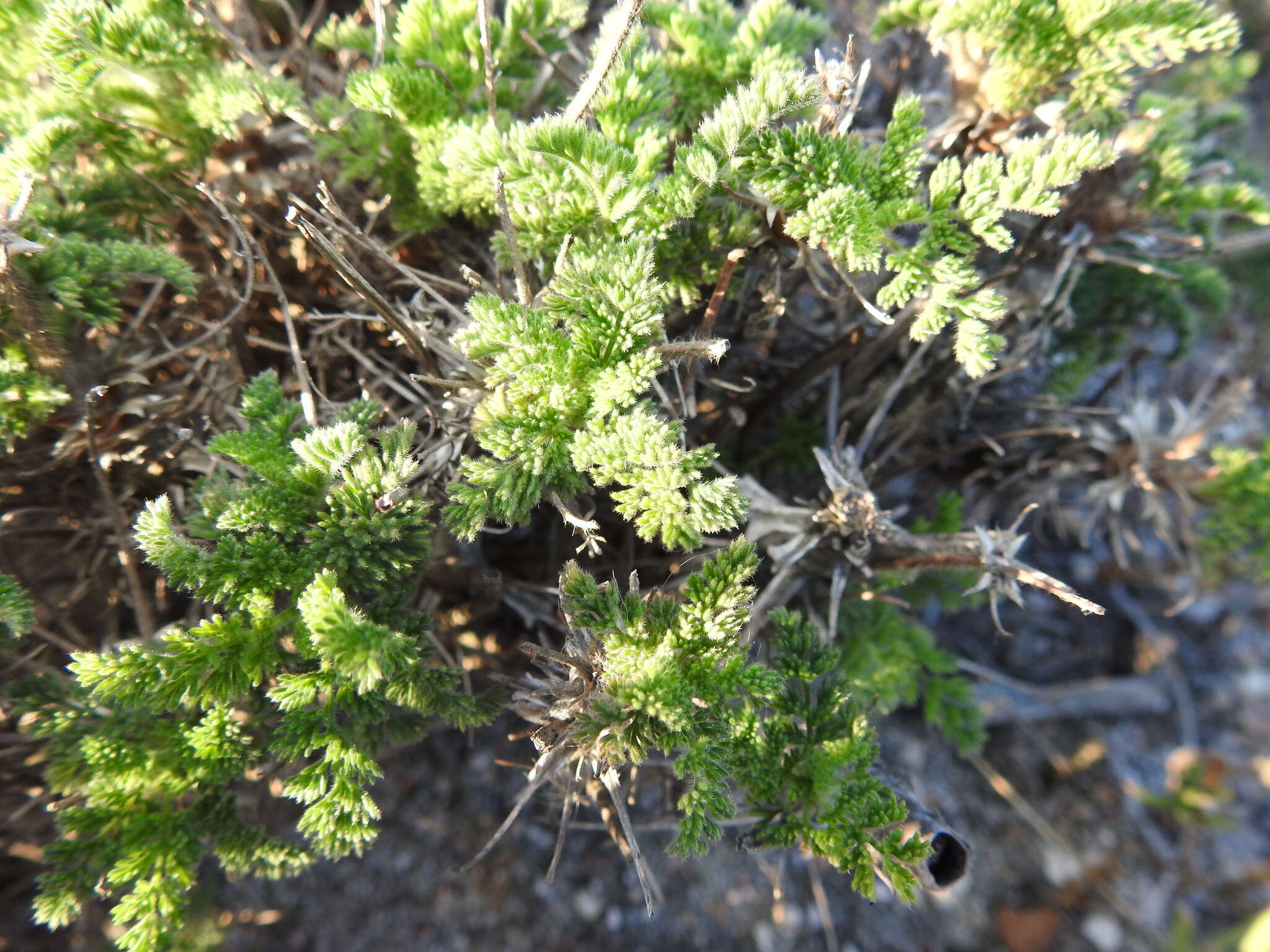 Image of Pelargonium hirtum (Burm. fil.) Jacq.