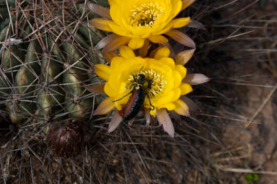 Imagem de Echinopsis chrysochete Werderm.