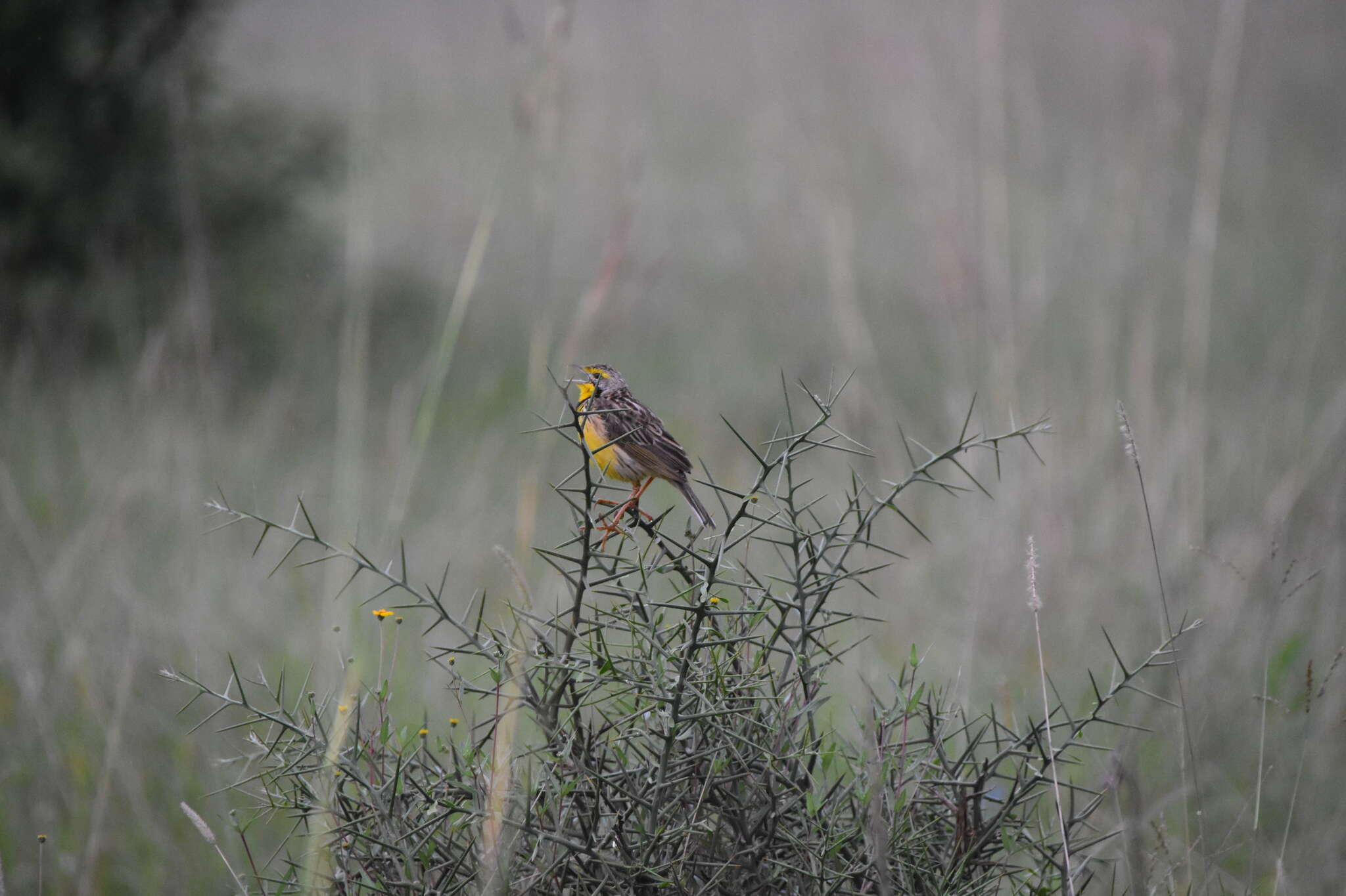 Image of Pangani Longclaw