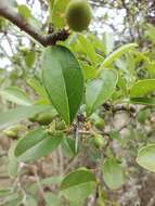 Image of Condalia buxifolia Reiss.