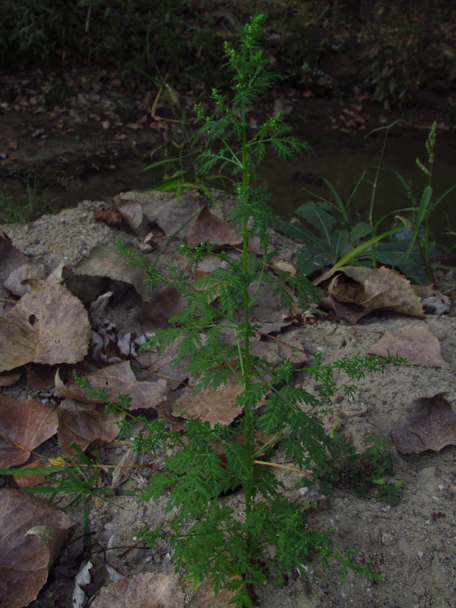 Image of sweet sagewort