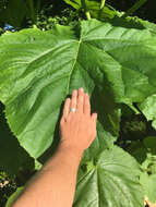 Image of Paulownia tomentosa (Thunb.) Steud.