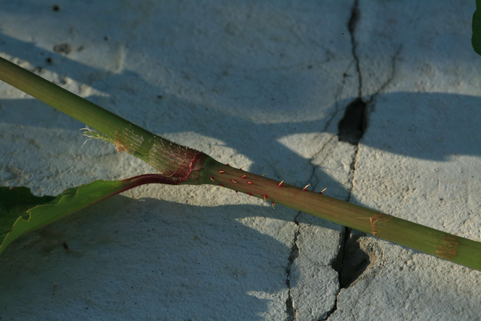 Imagem de Persicaria bungeana (Turcz.) Nakai ex Mori