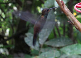 Image of Rufous-gaped Hillstar