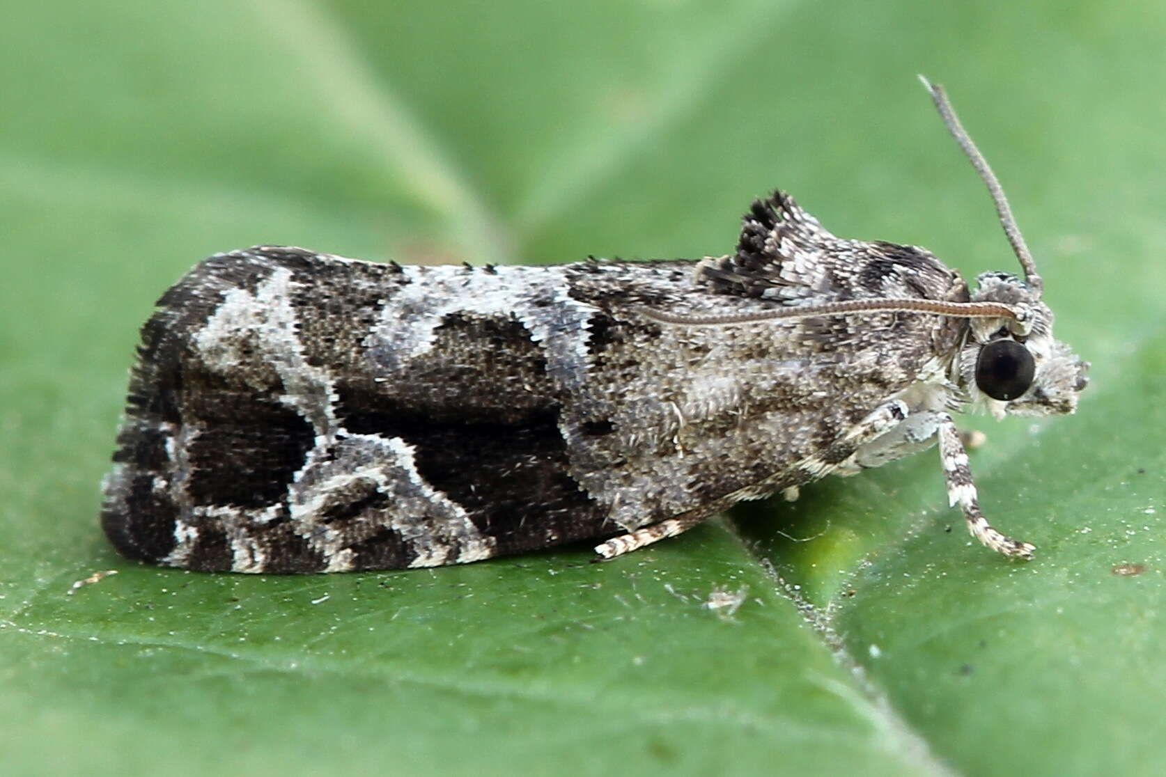 Image of Eudemis porphyrana Hübner