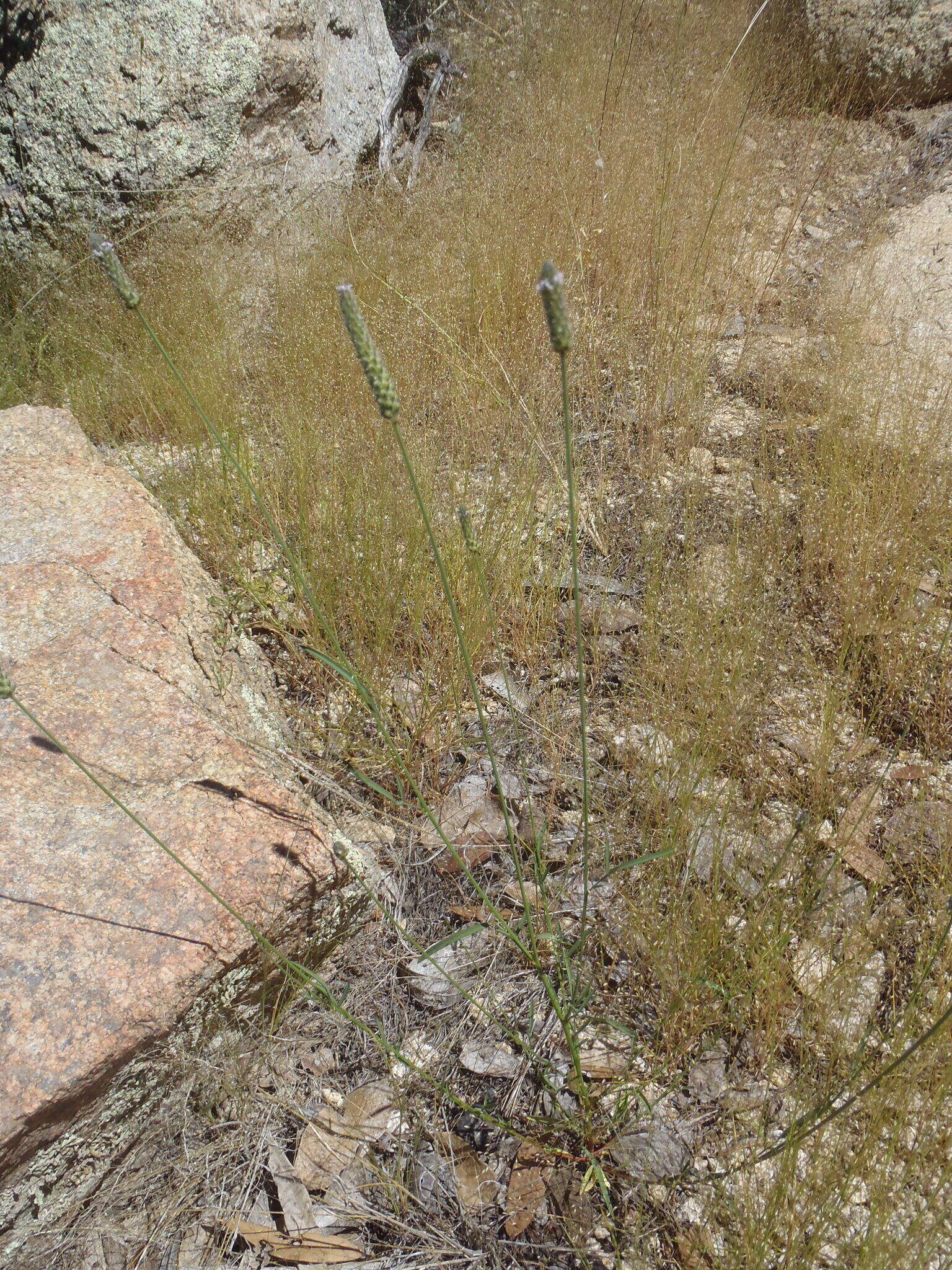 Image of Chihuahuan prairie clover