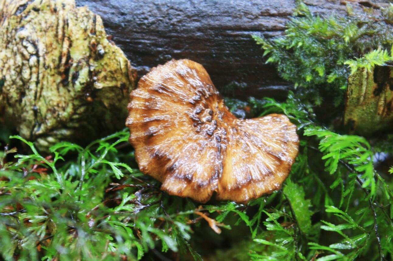 Image de Polyporus nigrocristatus E. Horak & Ryvarden 1984