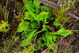 Image of Mairia petiolata Zinnecker