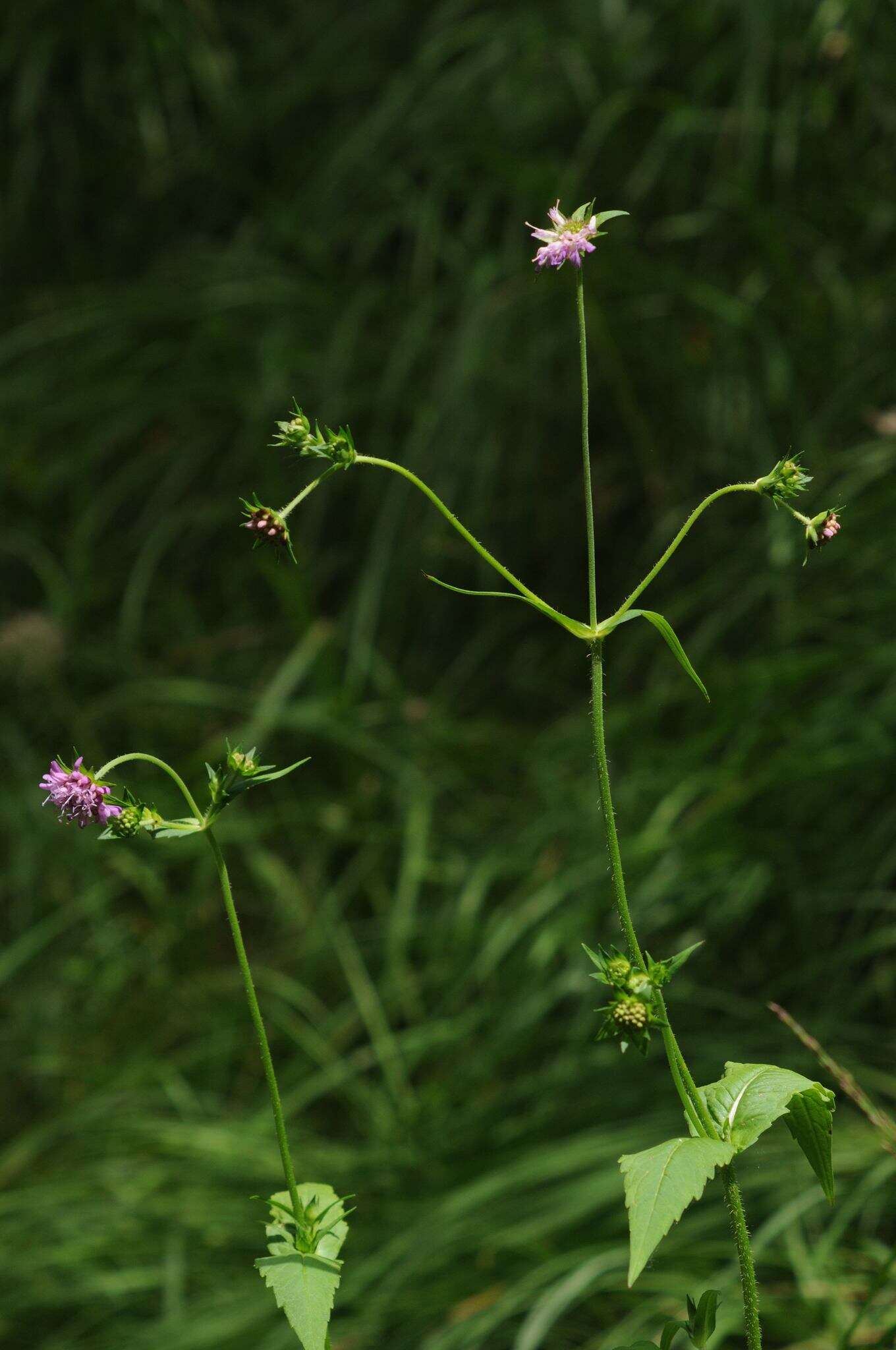 صورة Knautia dipsacifolia Kreutzer