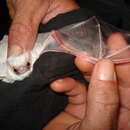 Image of Lesser Ghost Bat