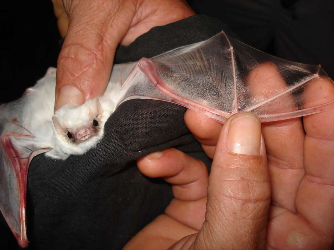 Image of Lesser Ghost Bat