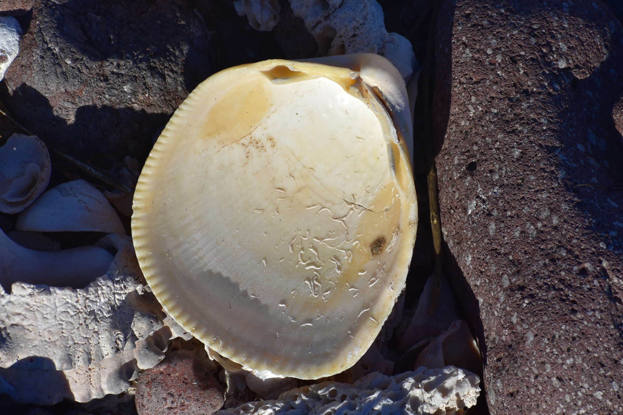 Image of giant Pacific eggcockle