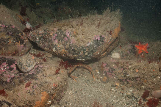 Image of rugose squat lobster