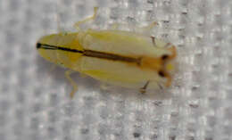 Image of Two-spotted leafhopper