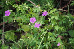 Sivun Geranium soboliferum Kom. kuva