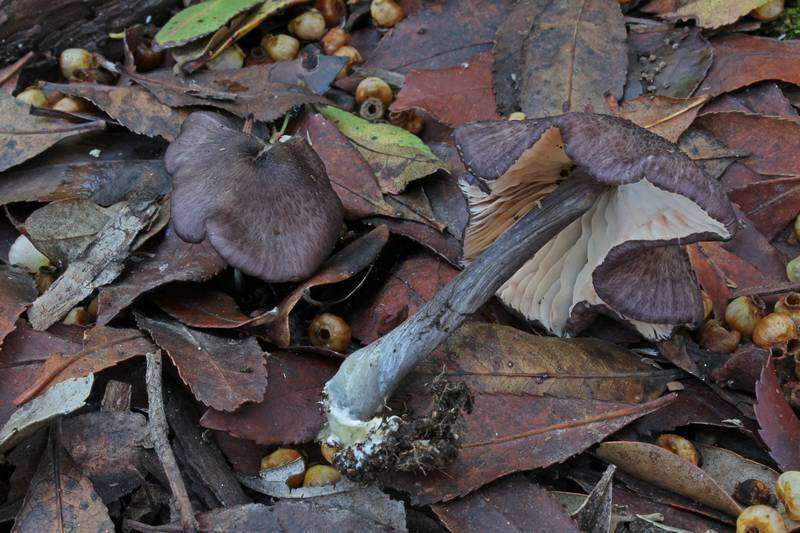 Image de Entoloma nigroviolaceum (P. D. Orton) Hesler 1967