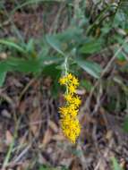 Image of Solidago elongata Nutt.