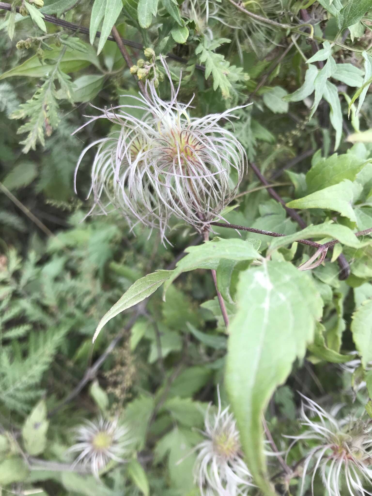 Image of hermitgold clematis