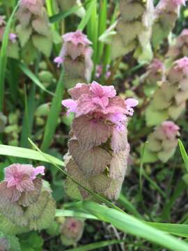 Image of purple archangel