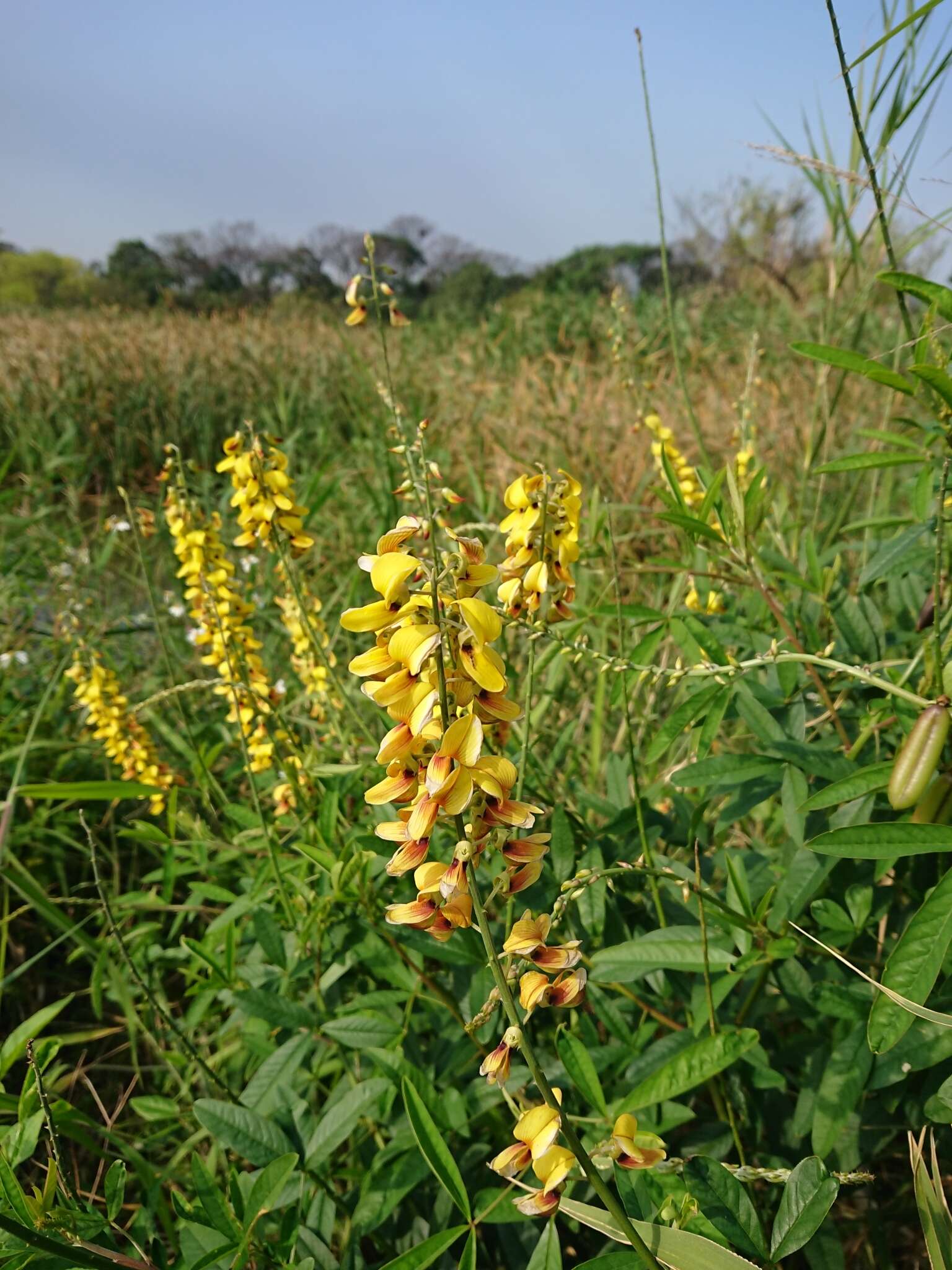 Image of West Indian rattlebox