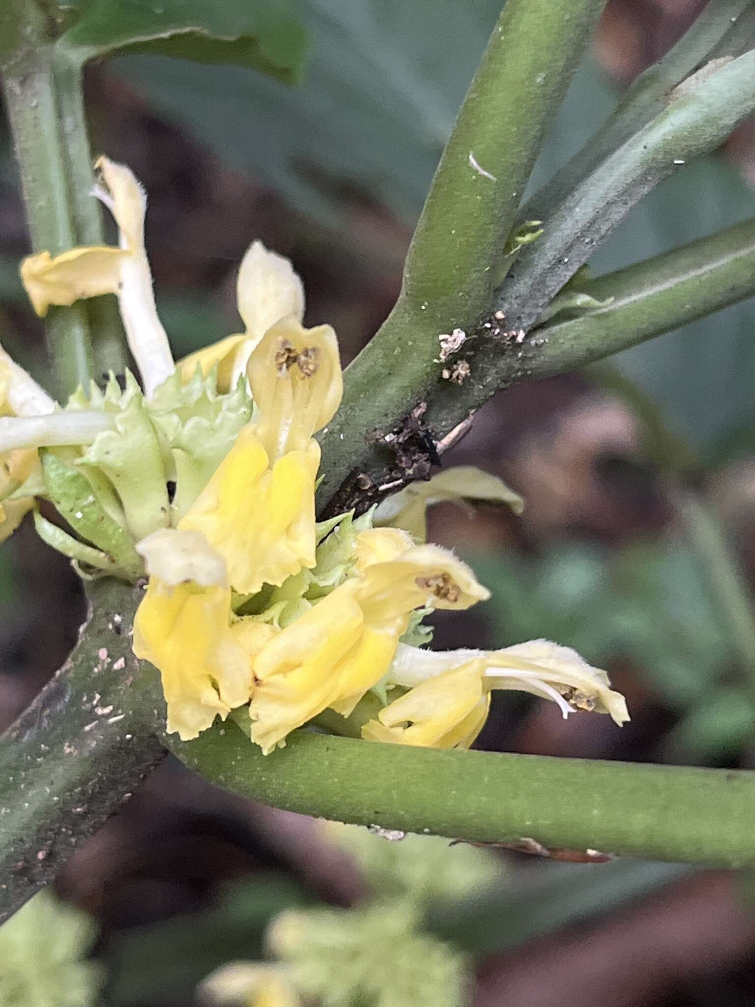 Plancia ëd Paraphlomis javanica (Blume) Prain