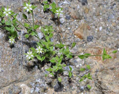 Image of thyme-leaved sandwort