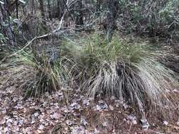 Image of Bunch Cord Grass