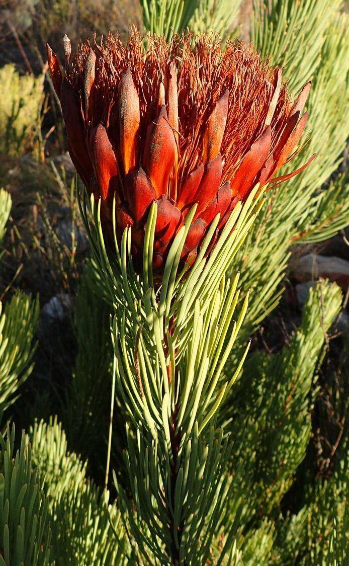 Image of Protea aristata Phillips