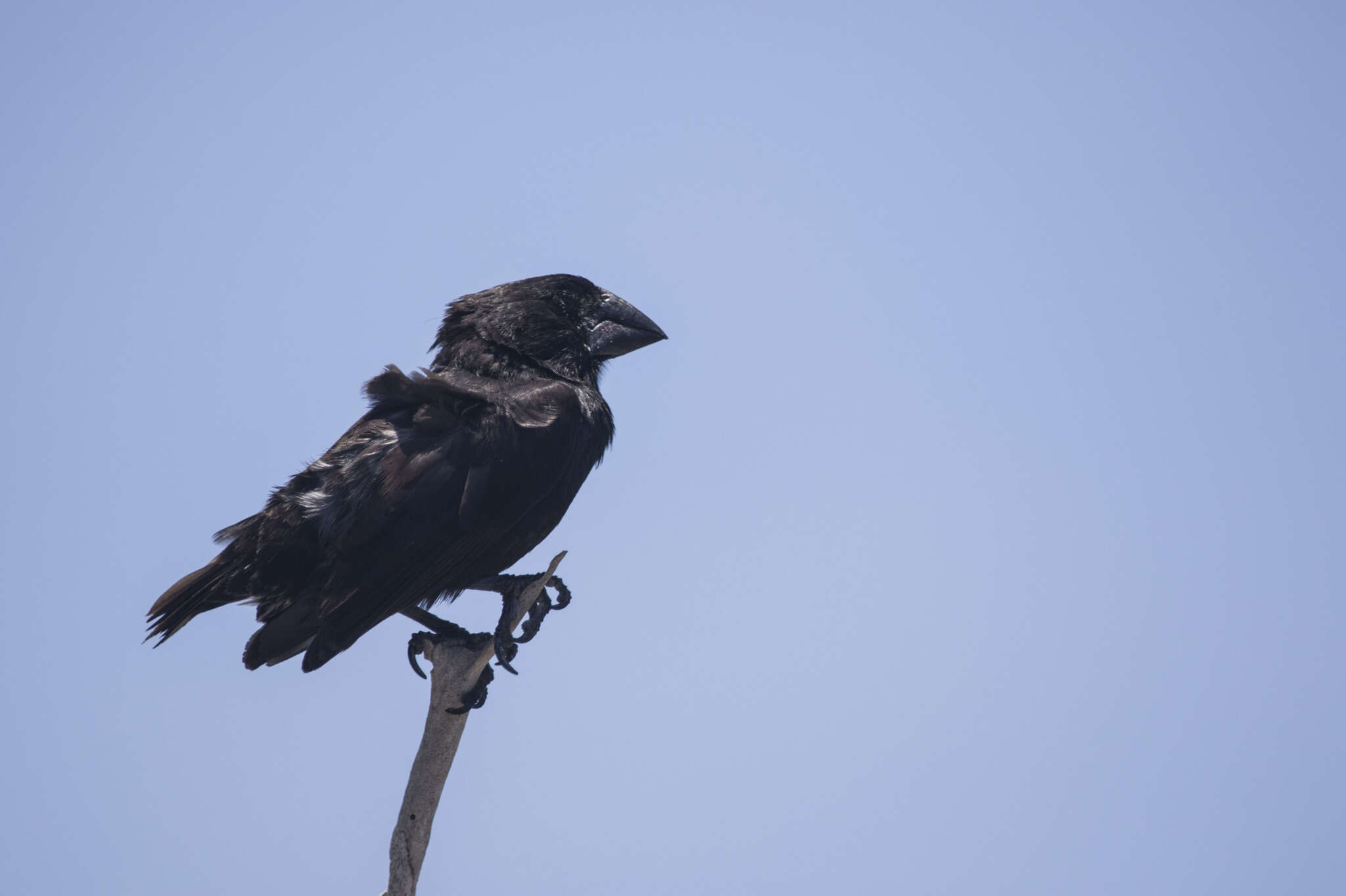 Image of Espanola Cactus Finch