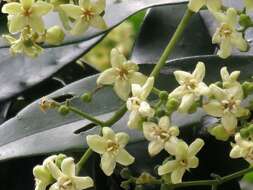 Image of Flindersia bourjotiana F. Müll.