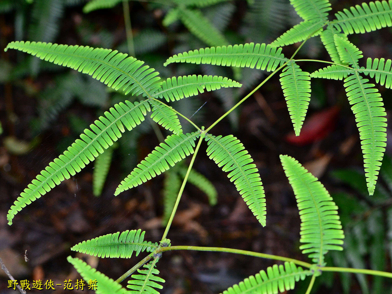 Image of Dicranopteris tetraphylla (Rosenst.) C. M. Kuo