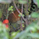 Image of Rufous Antpitta