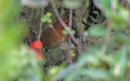 Image of Rufous Antpitta