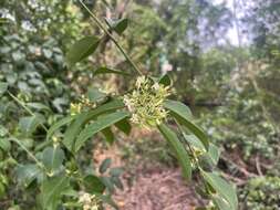 Image of Olax scandens Roxb.