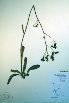Image of white hawkweed