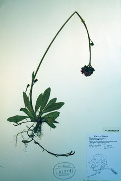 Image of orange hawkweed
