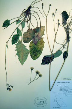 Image of <i>Hieracium vulgatiforme</i> Dahlst.