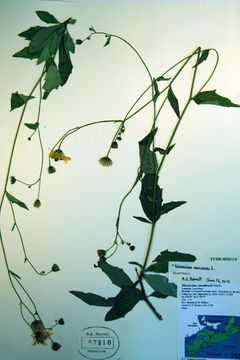 Image of wall hawkweed